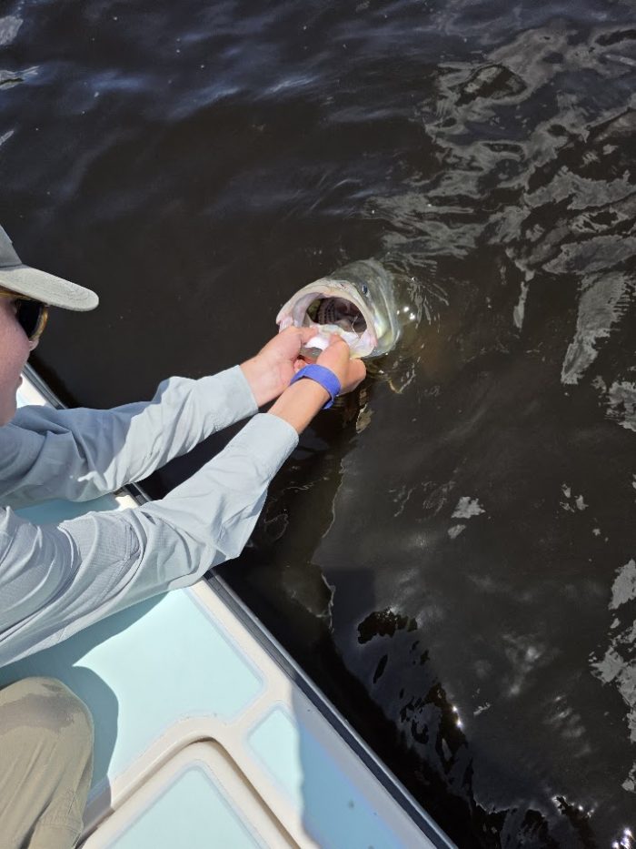 Naples fishing charter produces giant snook
