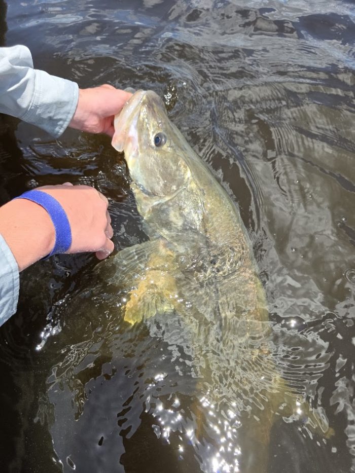 Naples fishing charter produces giant snook